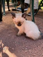 Ananas-Plantage, Ponta Delgada, São Miguel, Azoren, Portugal