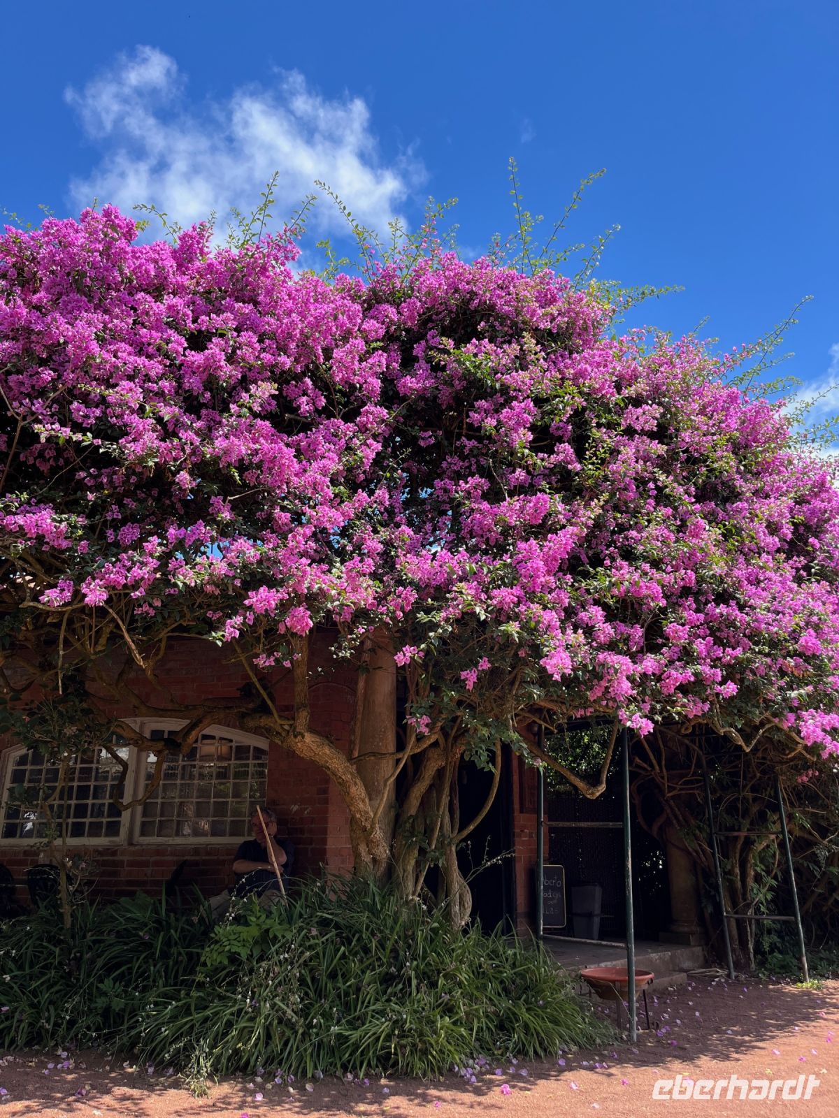 Ananas-Plantage, Ponta Delgada, São Miguel, Azoren, Portugal