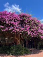 Ananas-Plantage, Ponta Delgada, São Miguel, Azoren, Portugal