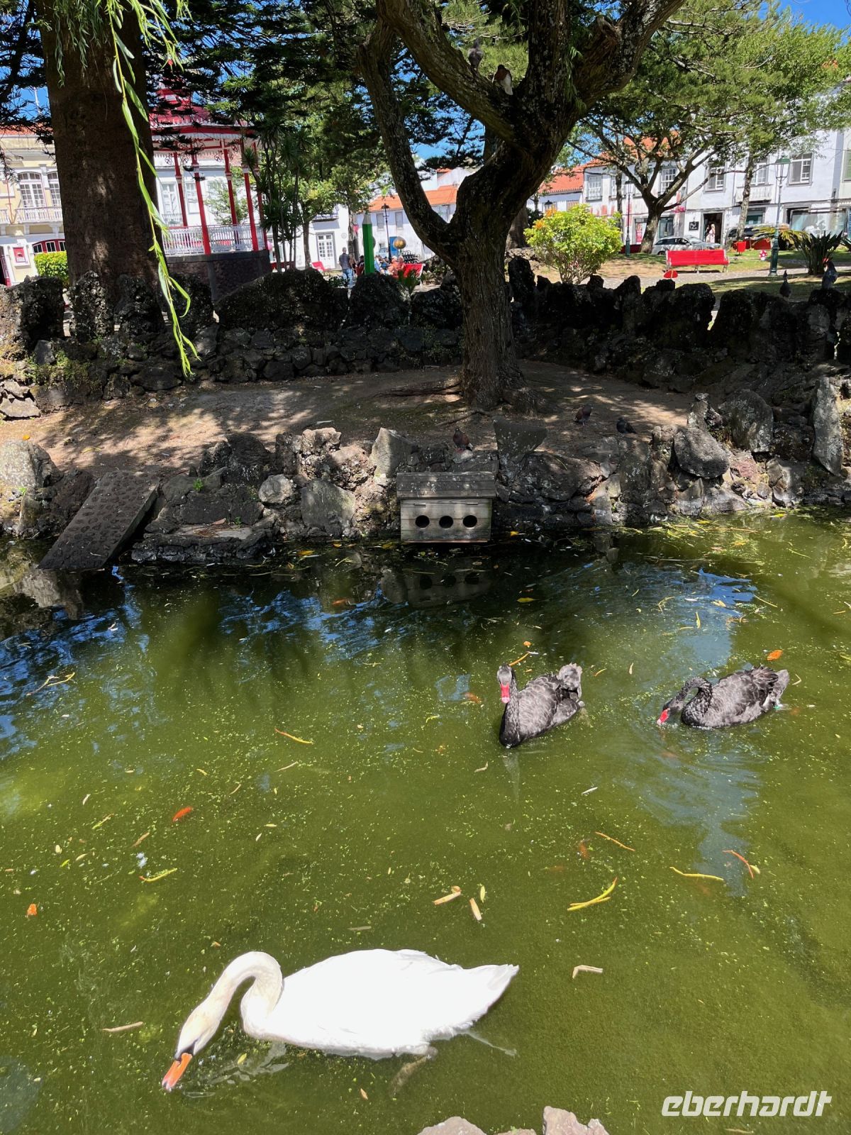 Weiße und schwarze Schwäne, Horta, Faial, Azoren, Portugal
