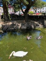 Weiße und schwarze Schwäne, Horta, Faial, Azoren, Portugal