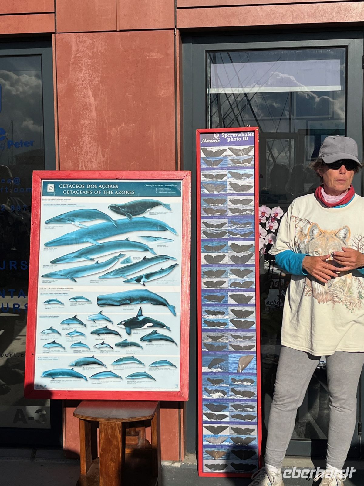Einweisung Walbeobachtung, Horta, Faial, Azoren, Portugal