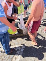 Straßenverkauf, Sao Sebastiao, Teceira, Azoren, Portugal