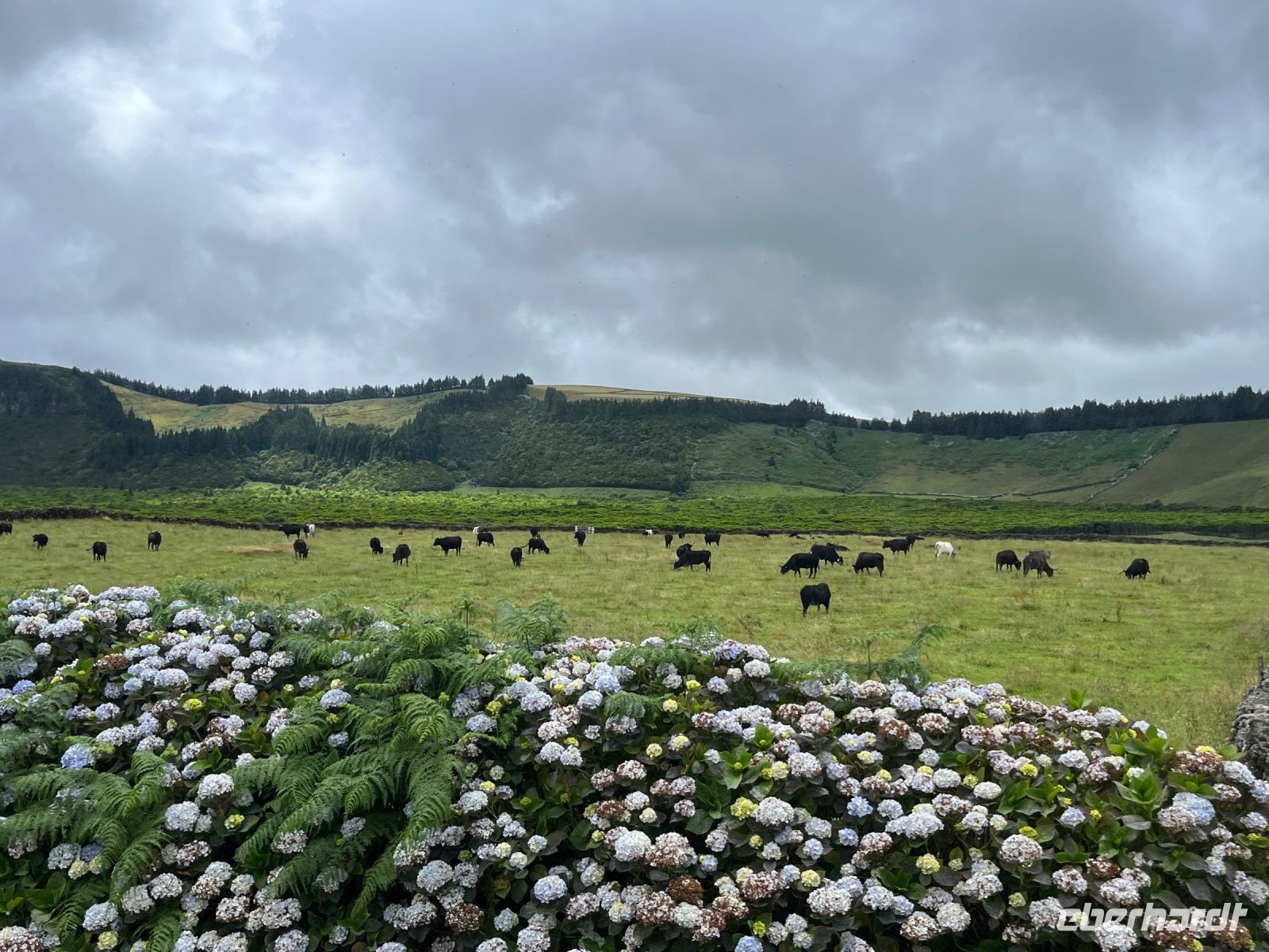 Stiere, Teceira, Azoren, Portugal