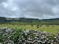 Stiere, Teceira, Azoren, Portugal