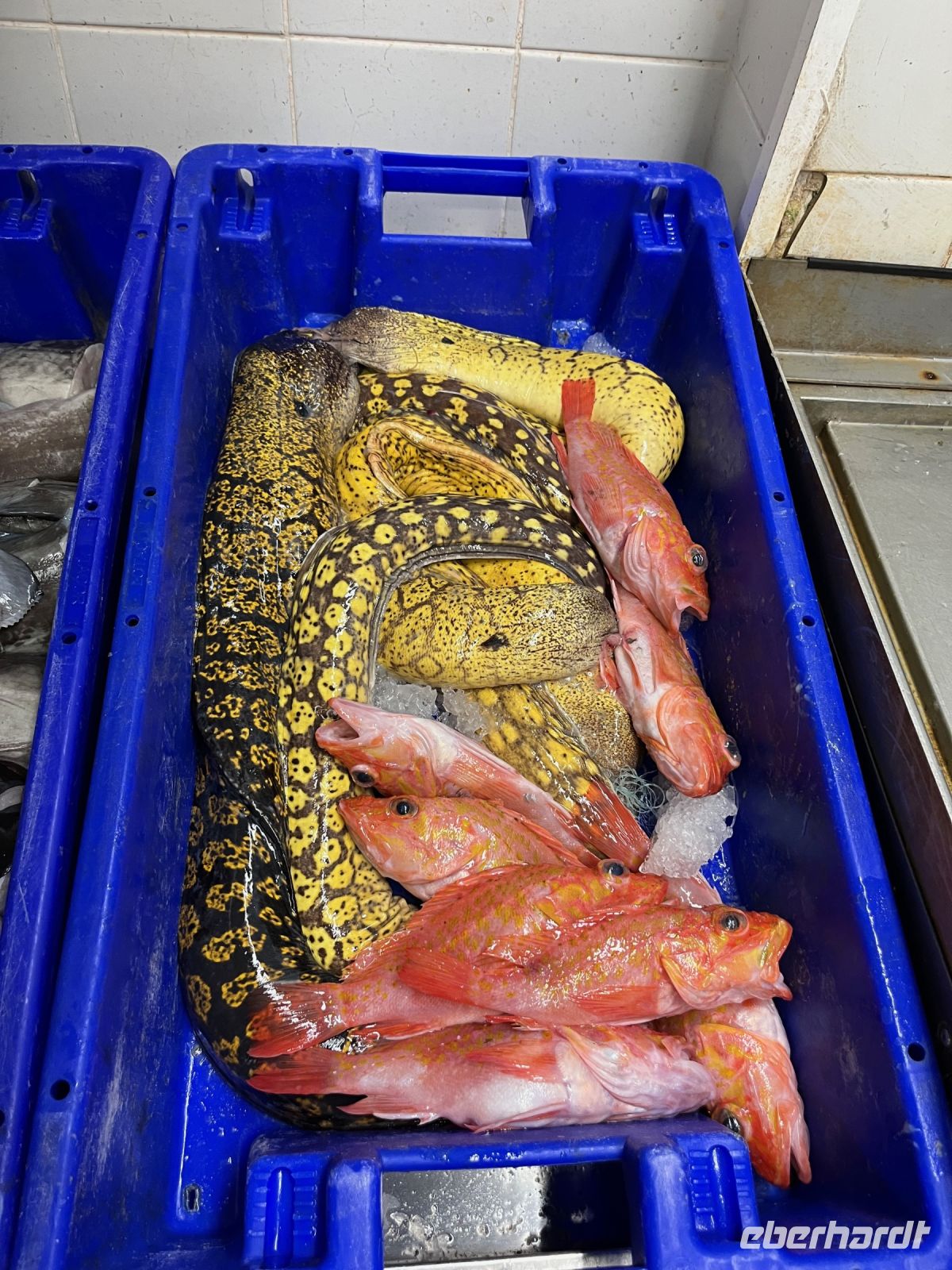 Fischmarkt, Angra do Heroísmo, Teceira, Azoren, Portugal