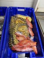 Fischmarkt, Angra do Heroísmo, Teceira, Azoren, Portugal