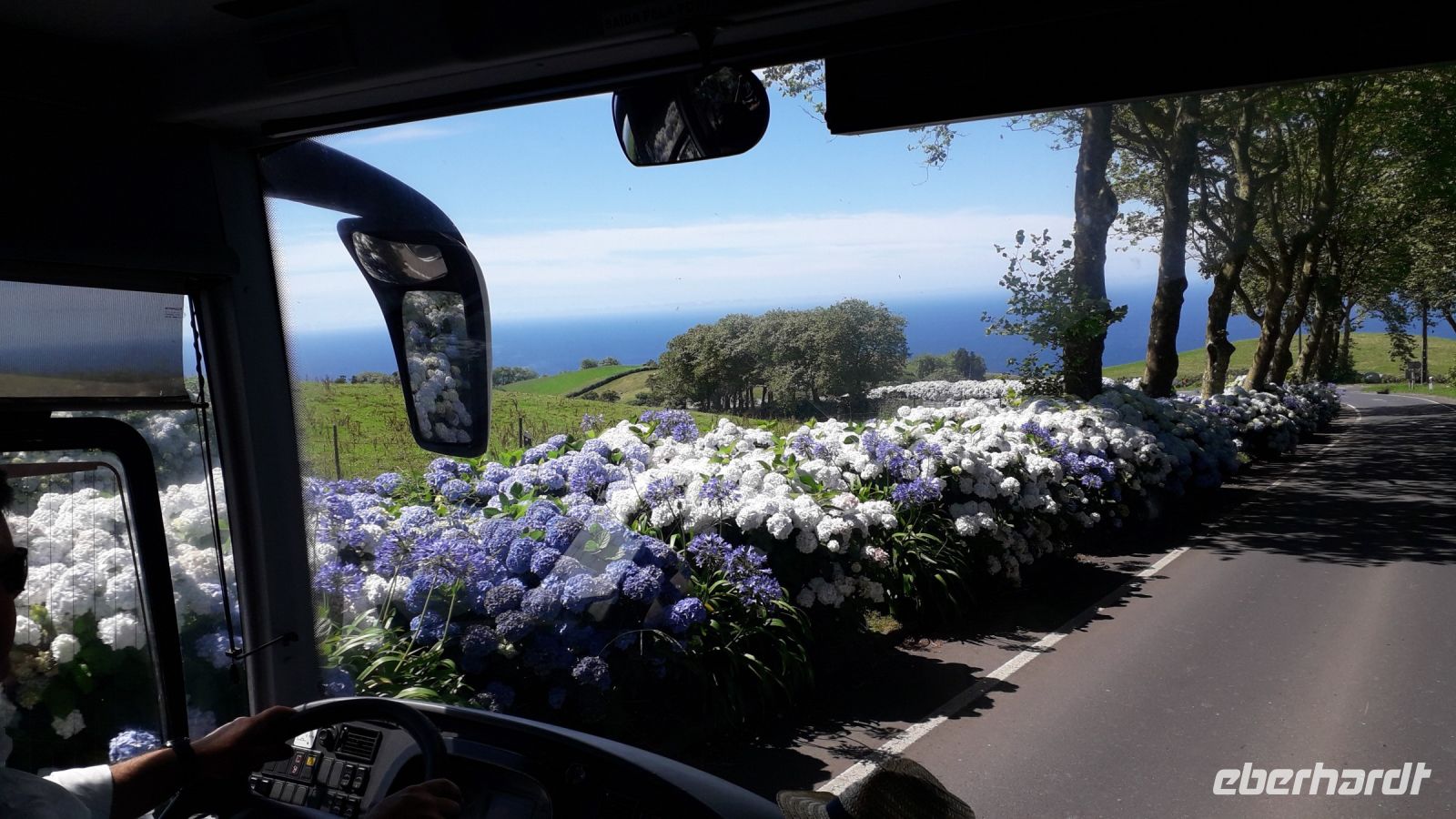 Ganze Büsche von Hortensien rechts und links!
