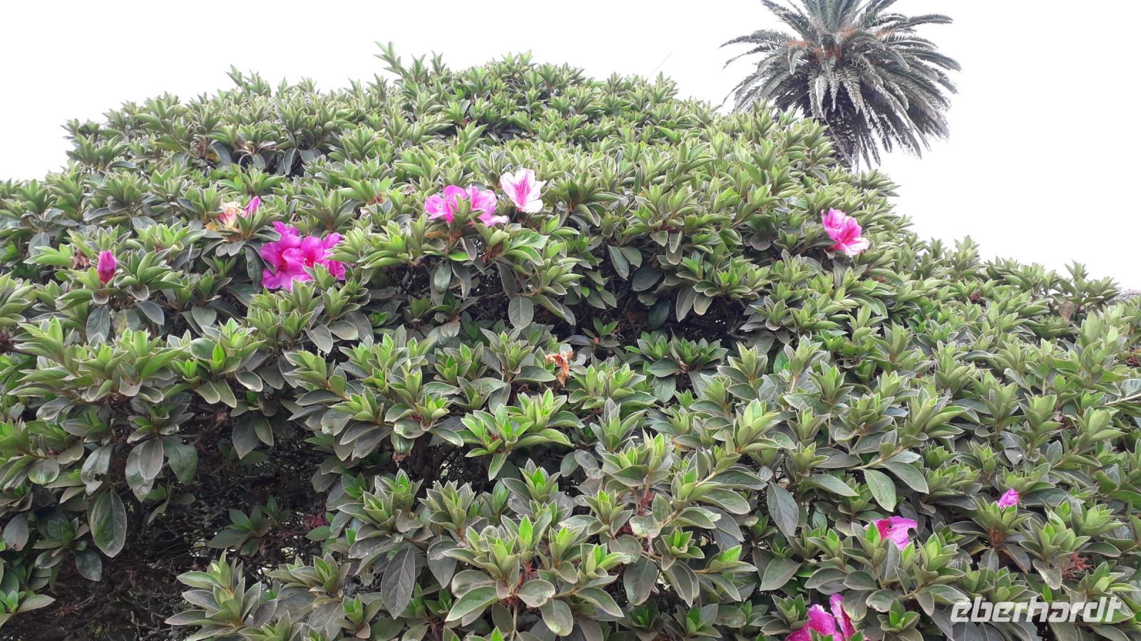 Der Park von Ponta Delgada