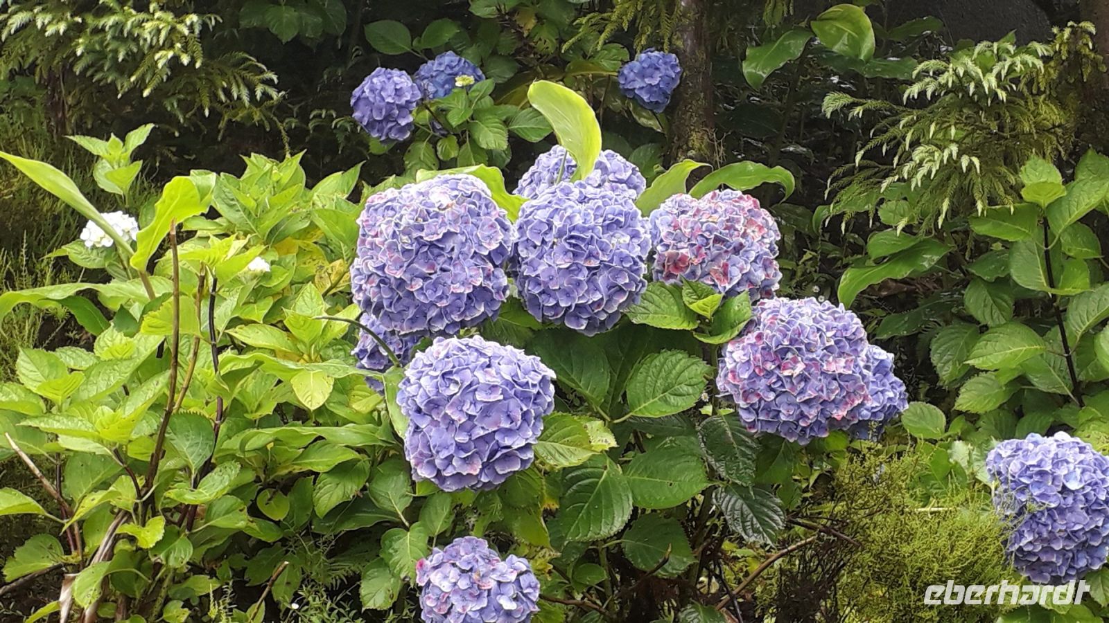 Hortensien
