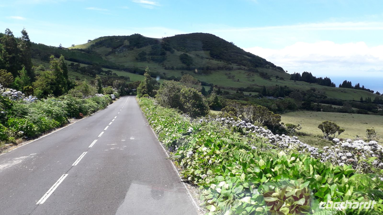 Hortensienlandschaft