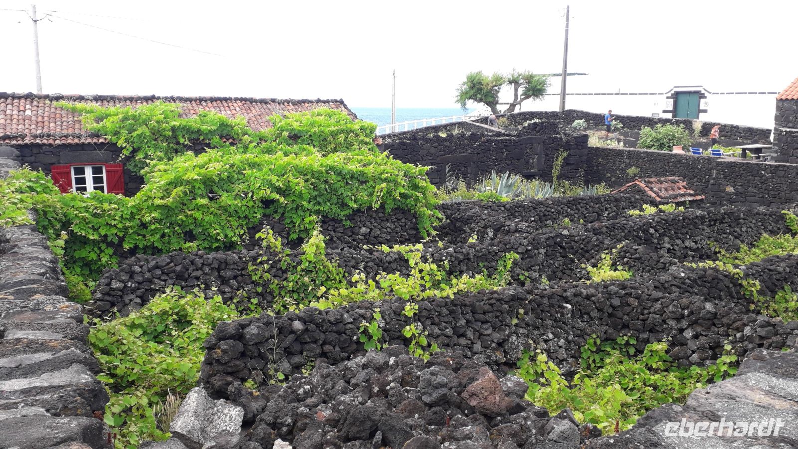 Die Weinfelder auf Pico