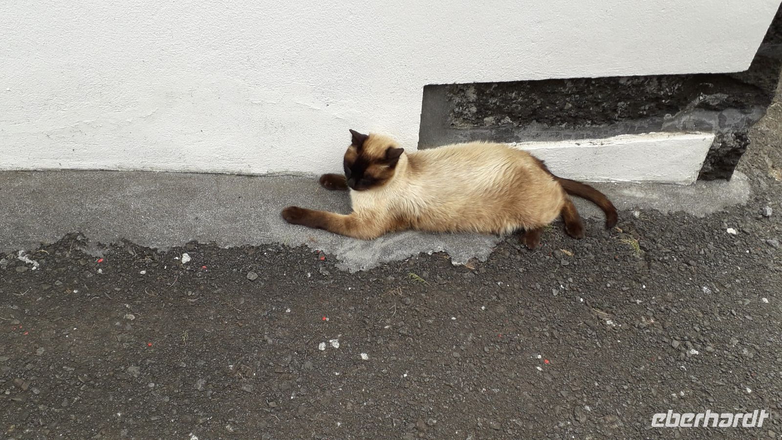 Eine tierische Begegnung