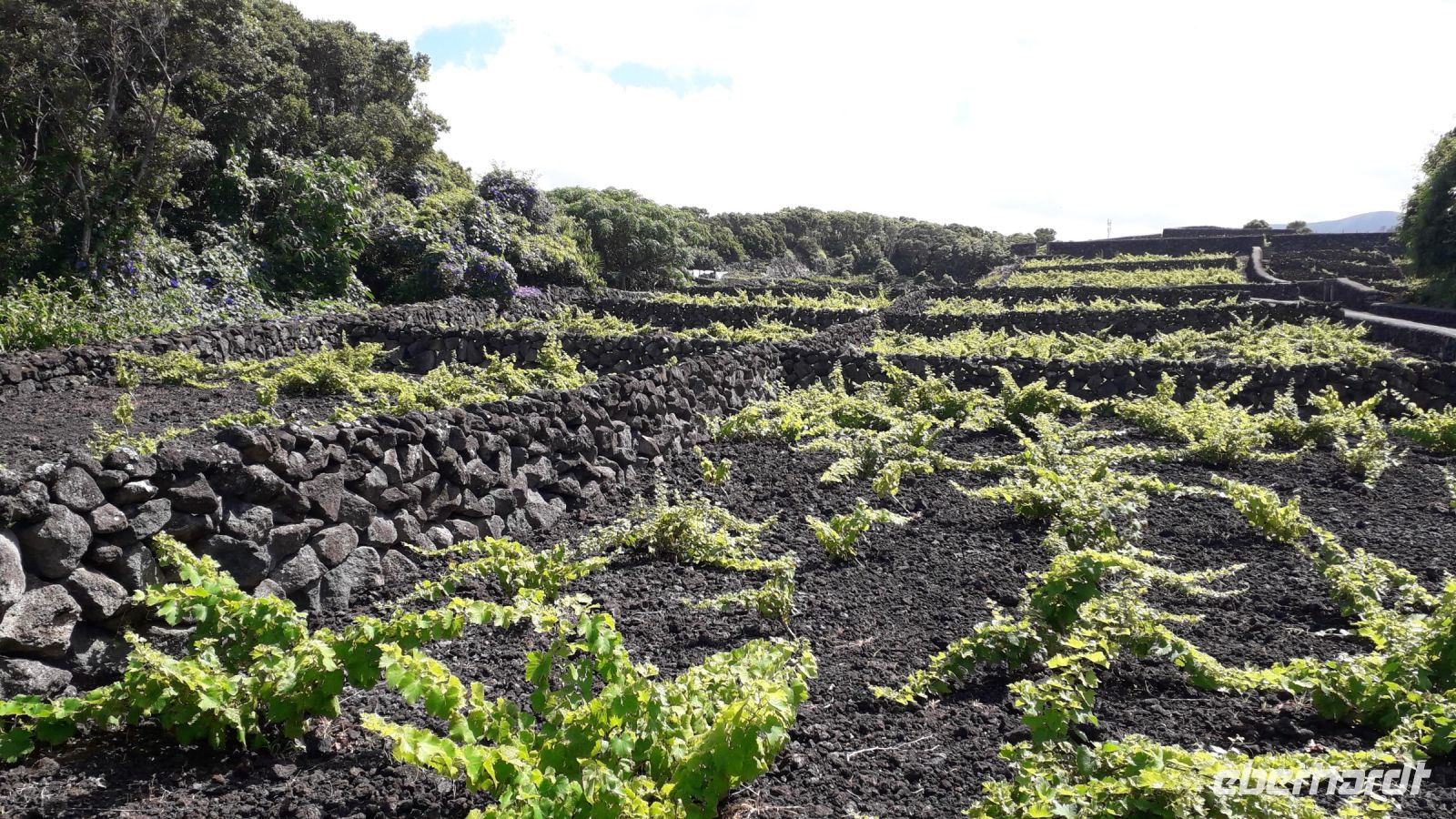 vulkanische Weinfelder