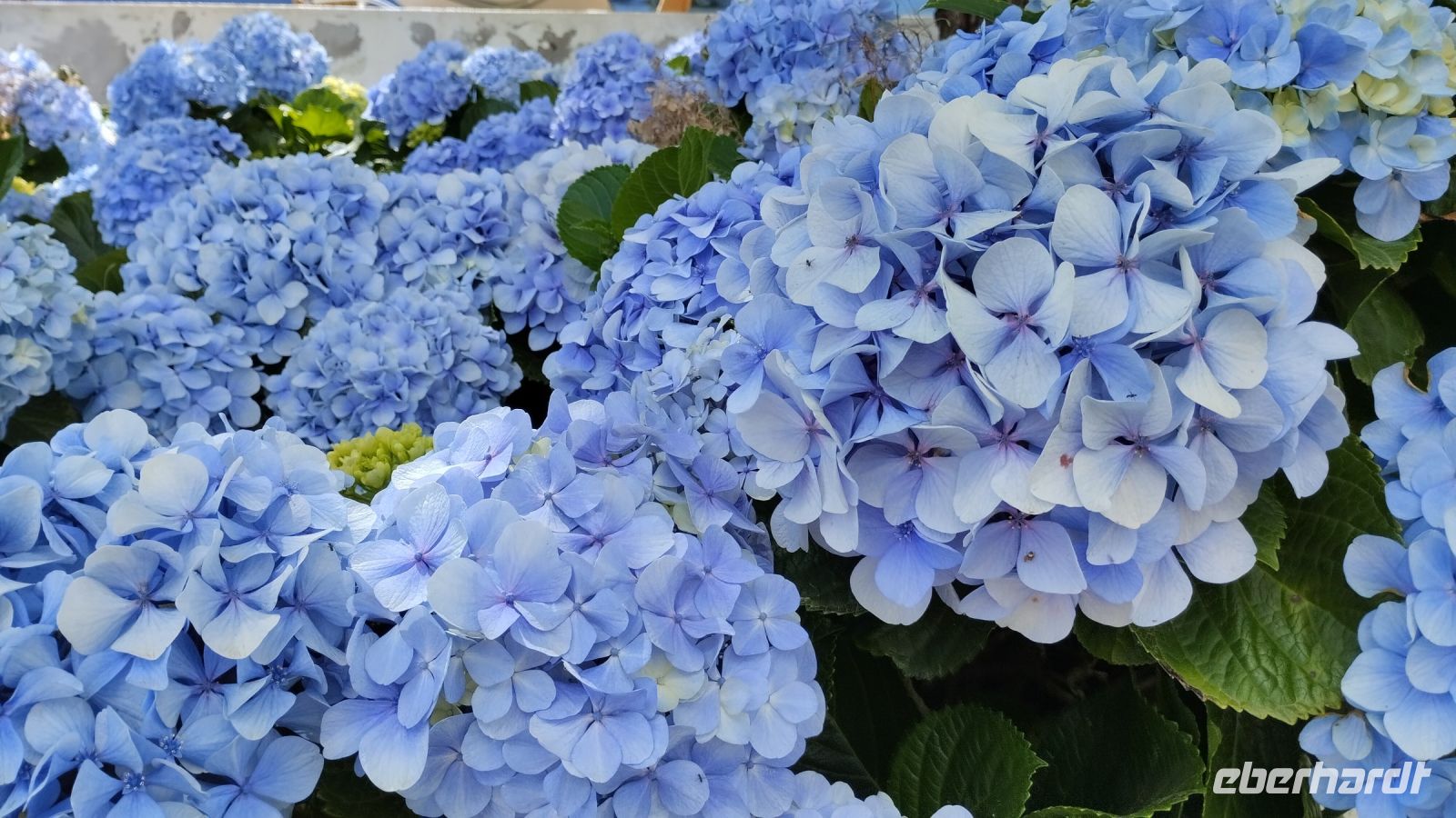 Hortensien