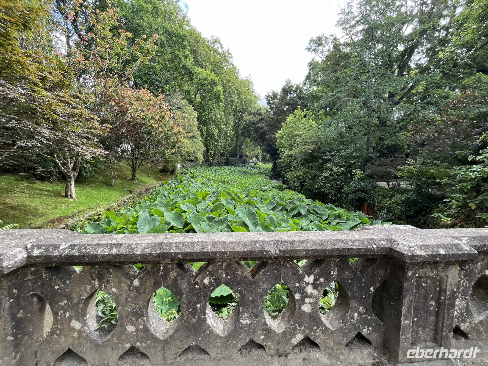 Pflanzen im Park Terra Nostra