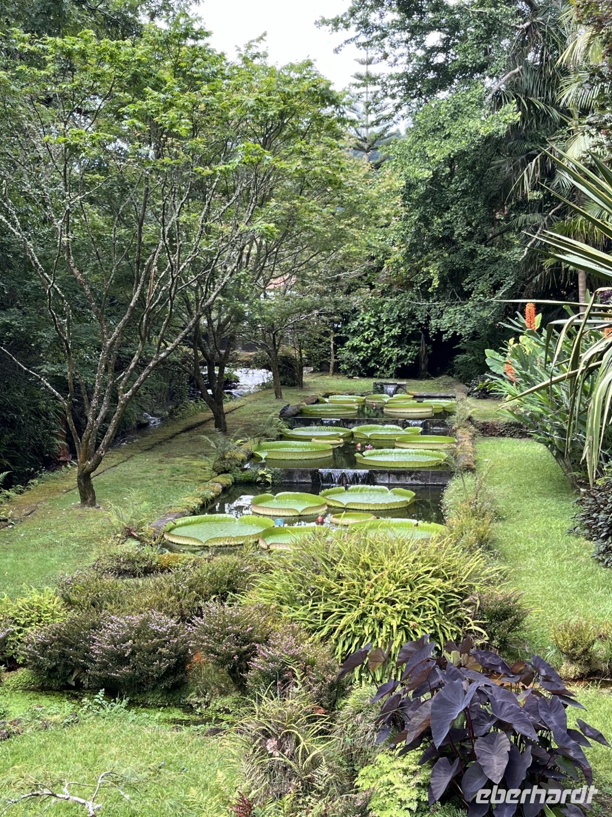 Pflanzen im Park Terra Nostra