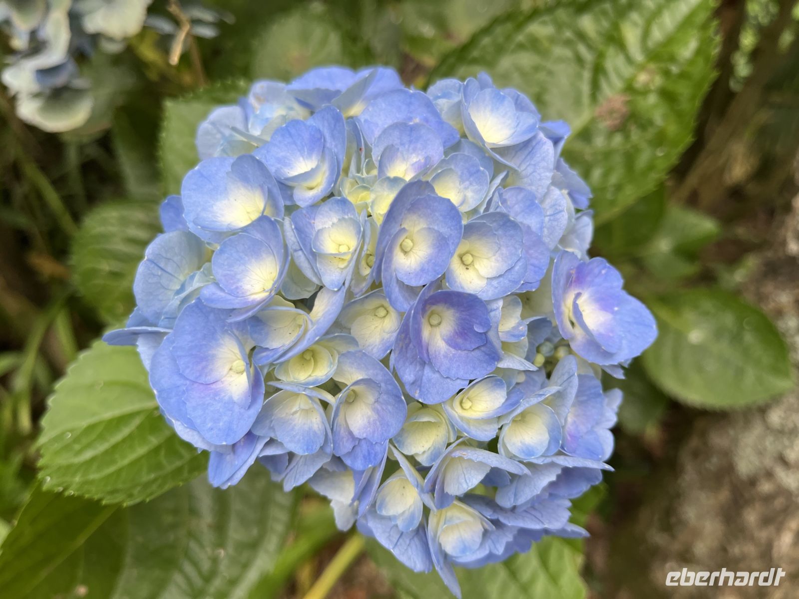 Hortensie