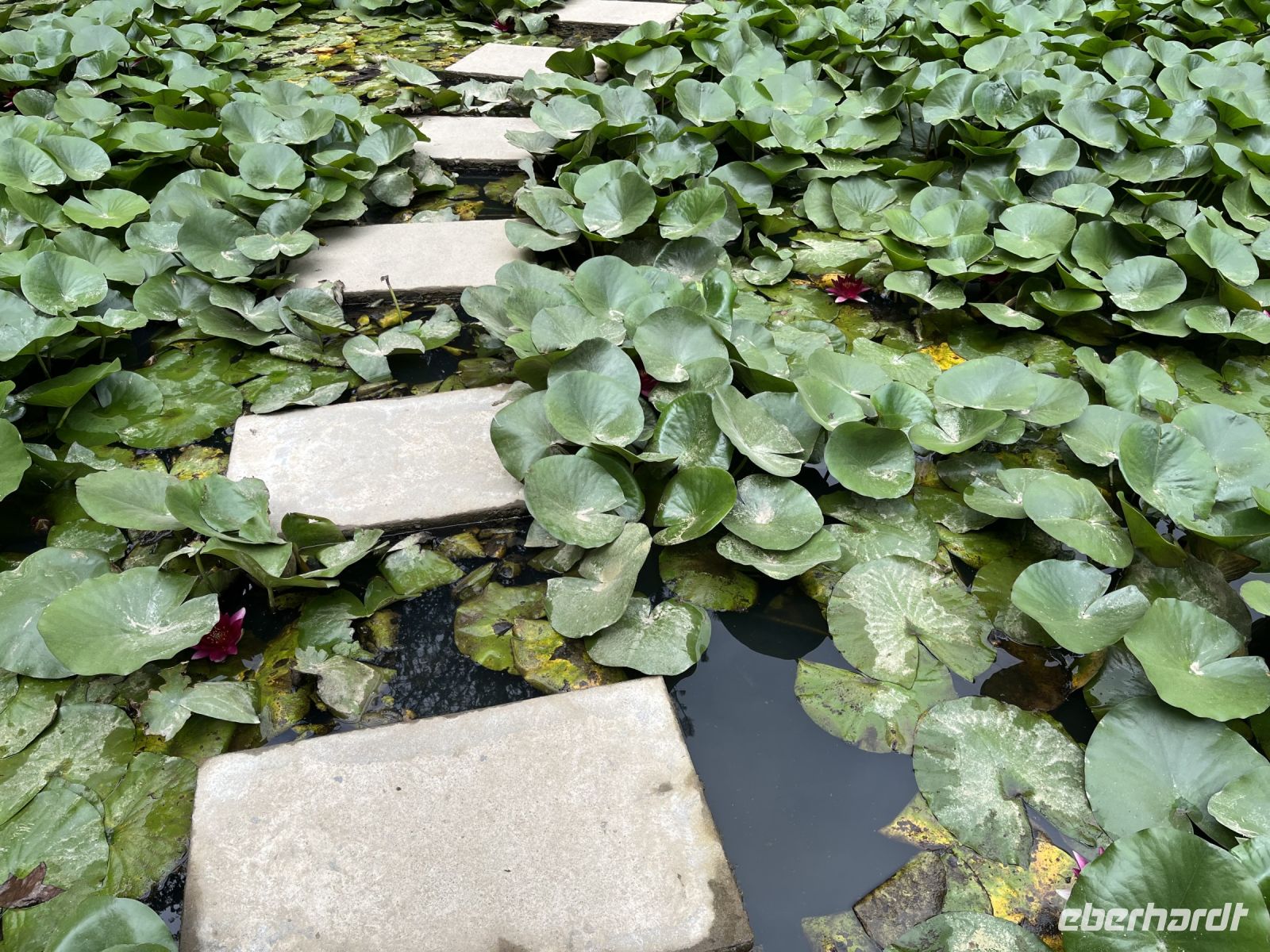 Seerosen im Park Terra Nostra