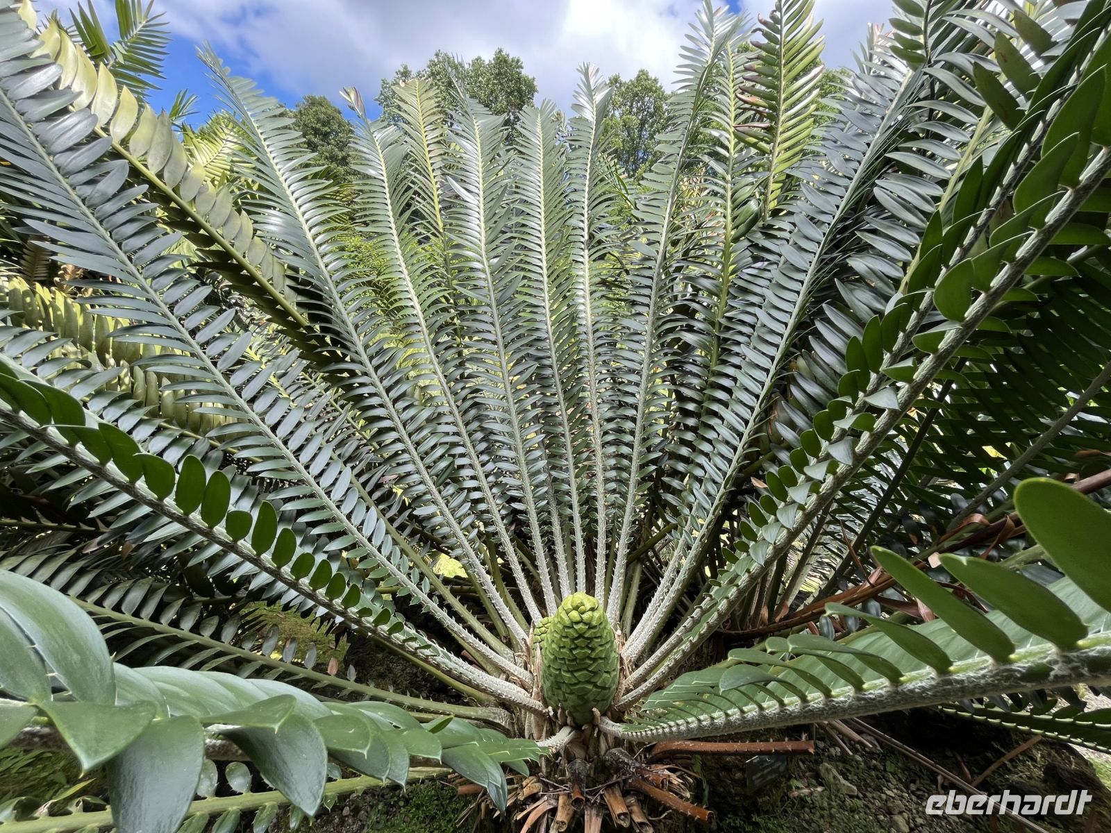 Pflanzen im Park Terra Nostra