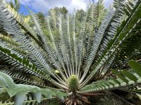 Pflanzen im Park Terra Nostra
