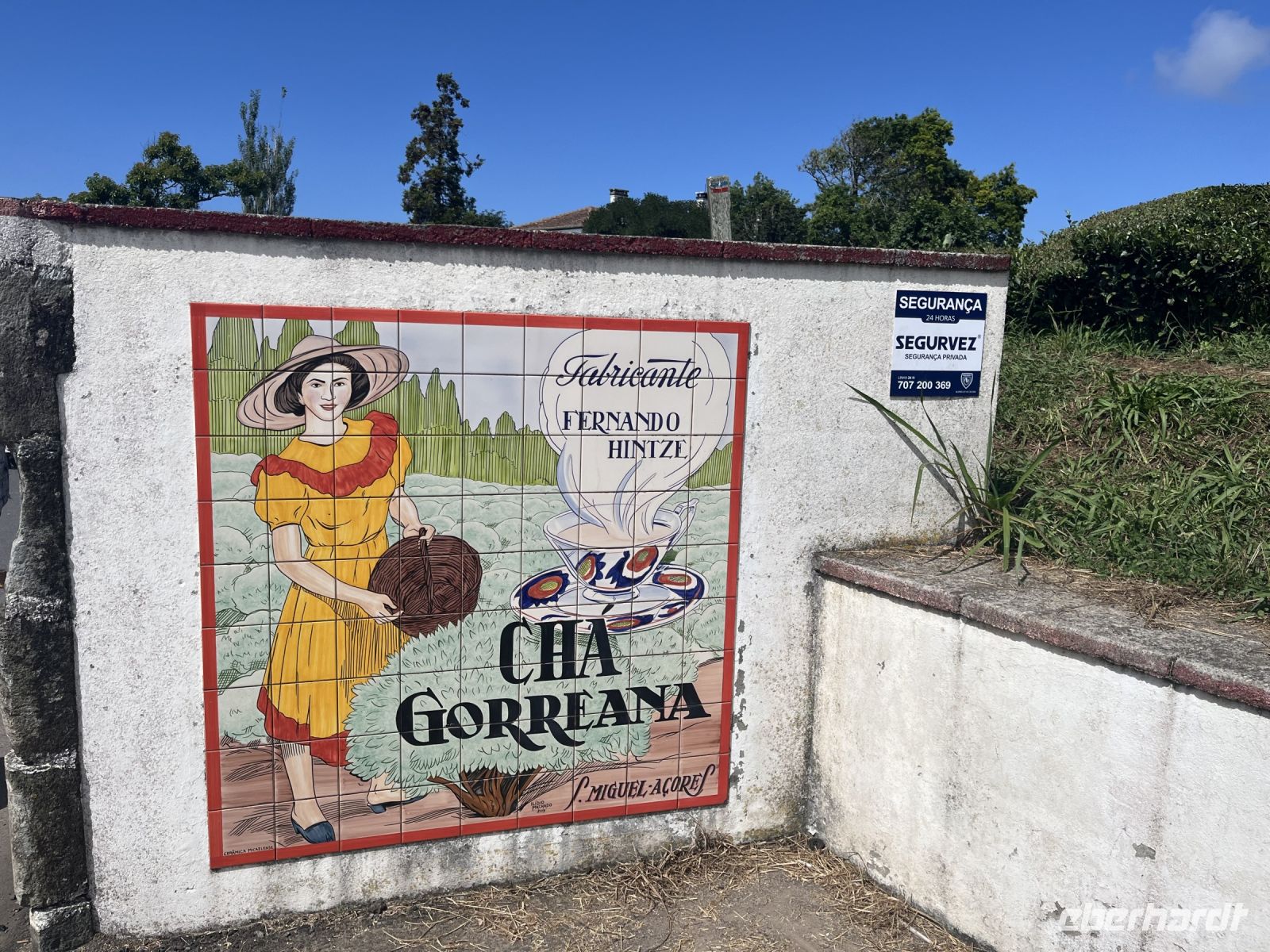 Zu Besuch bei der Teeplantage 