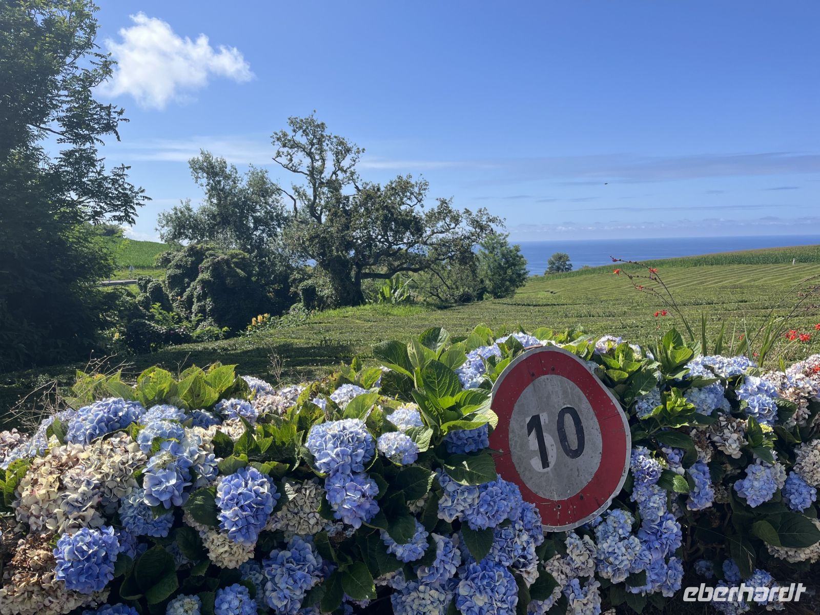 Teeplantage mit Blick aufs Meer