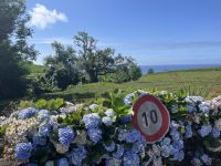 Teeplantage mit Blick aufs Meer