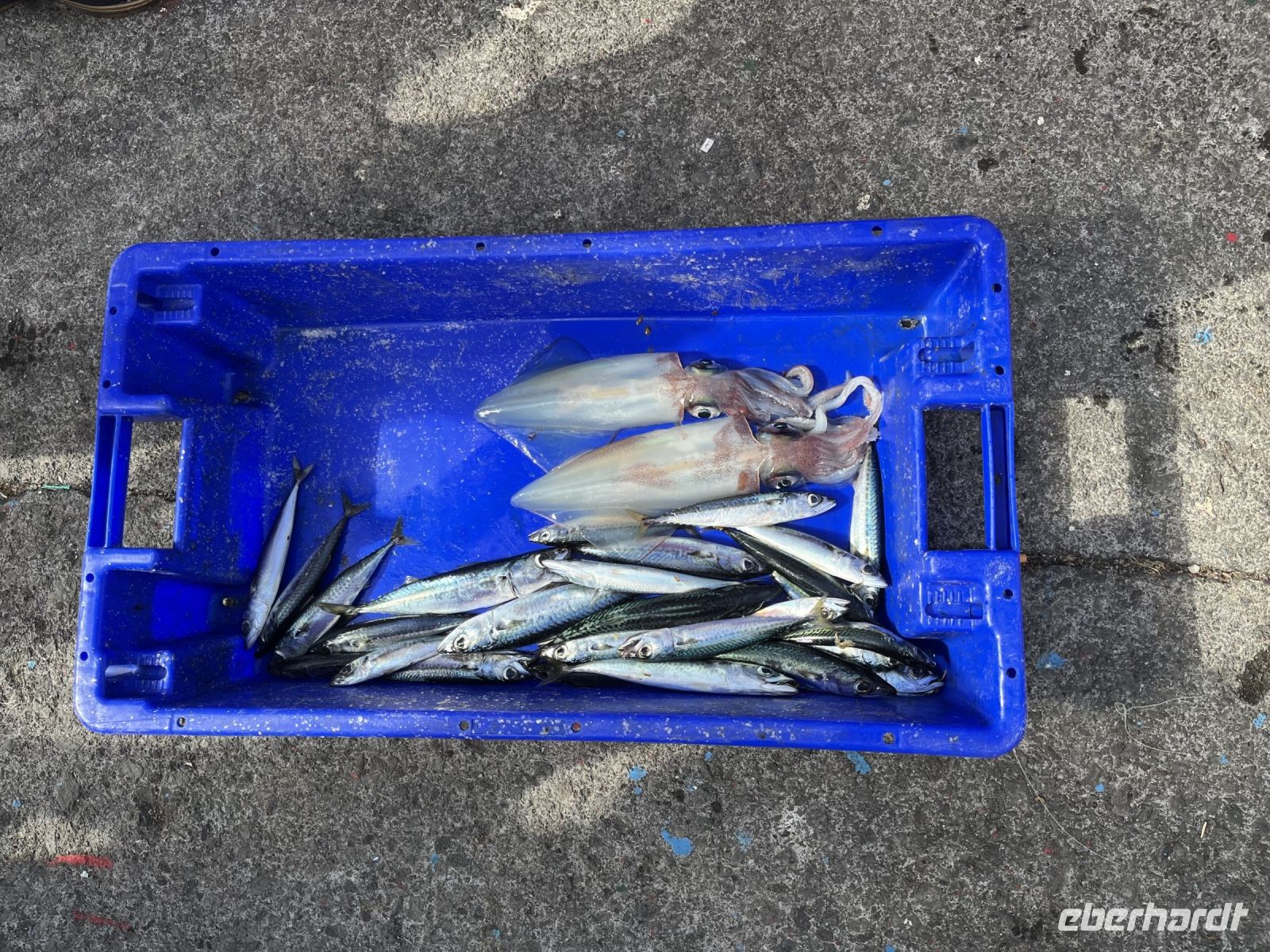 leider nur eine kleine Ausbeute