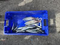 leider nur eine kleine Ausbeute