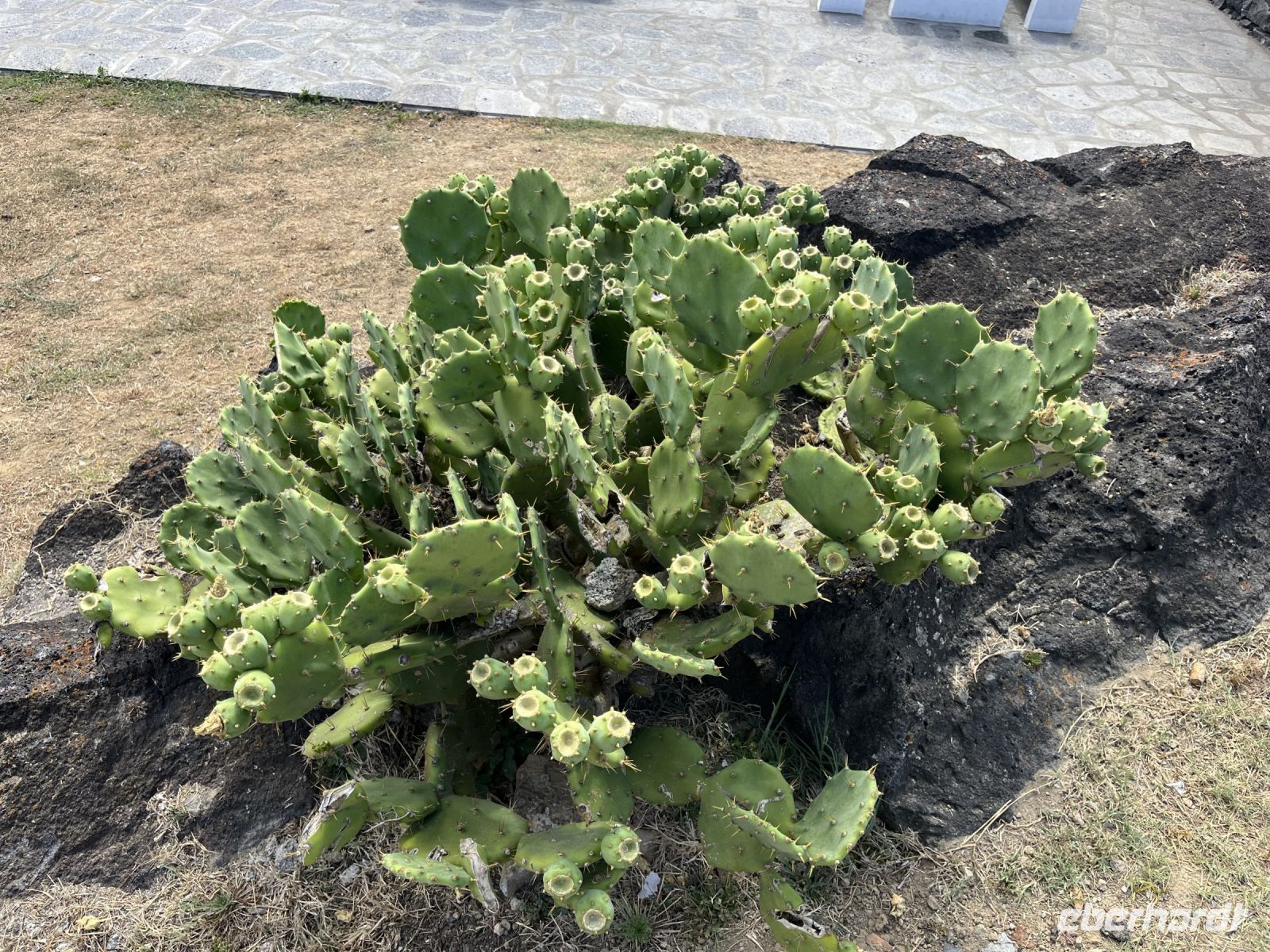 vielfältige Pflanzenwelt auf der 