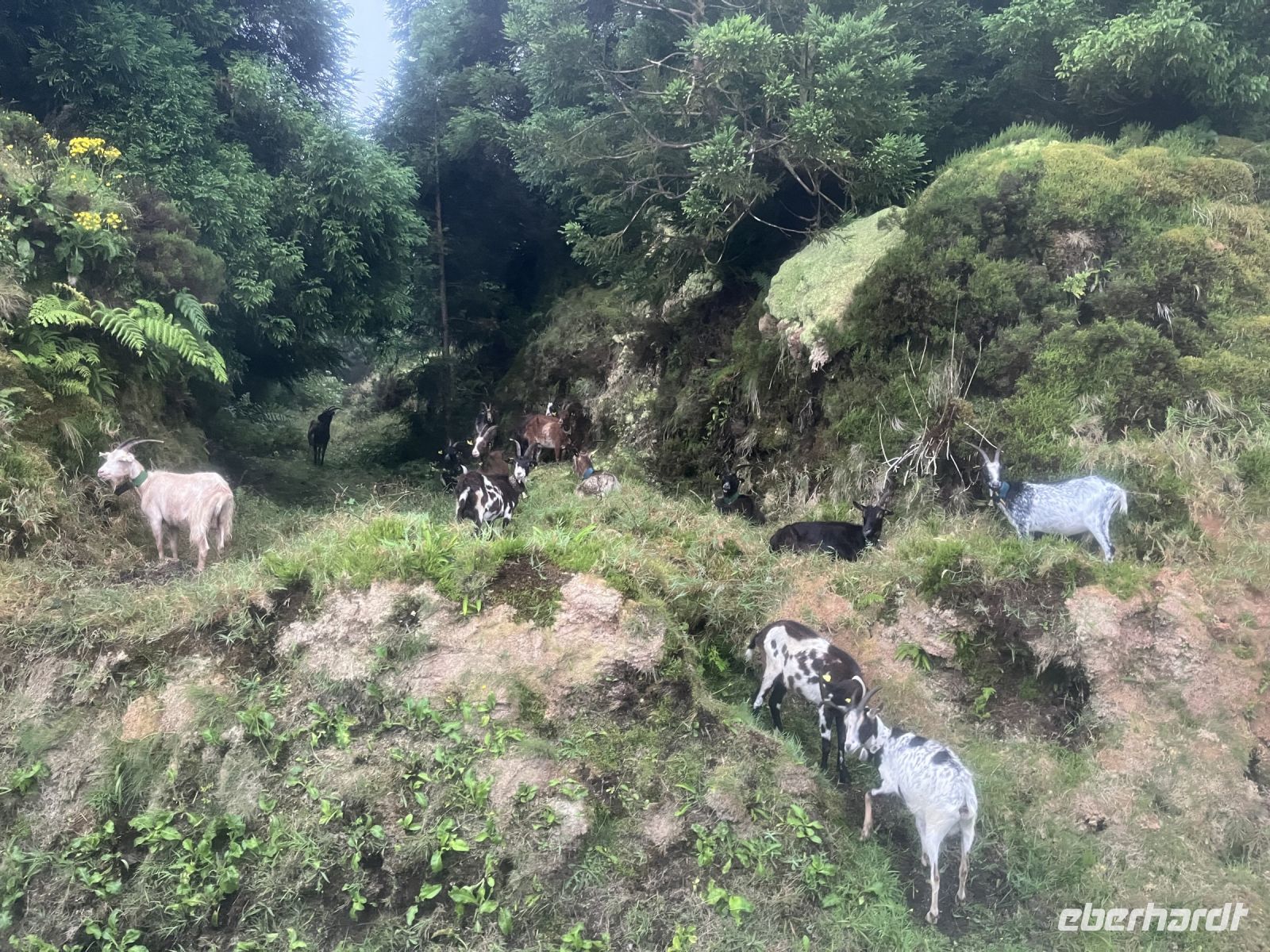 Ziegen am Straßenrand