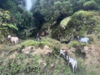 Ziegen am Straßenrand