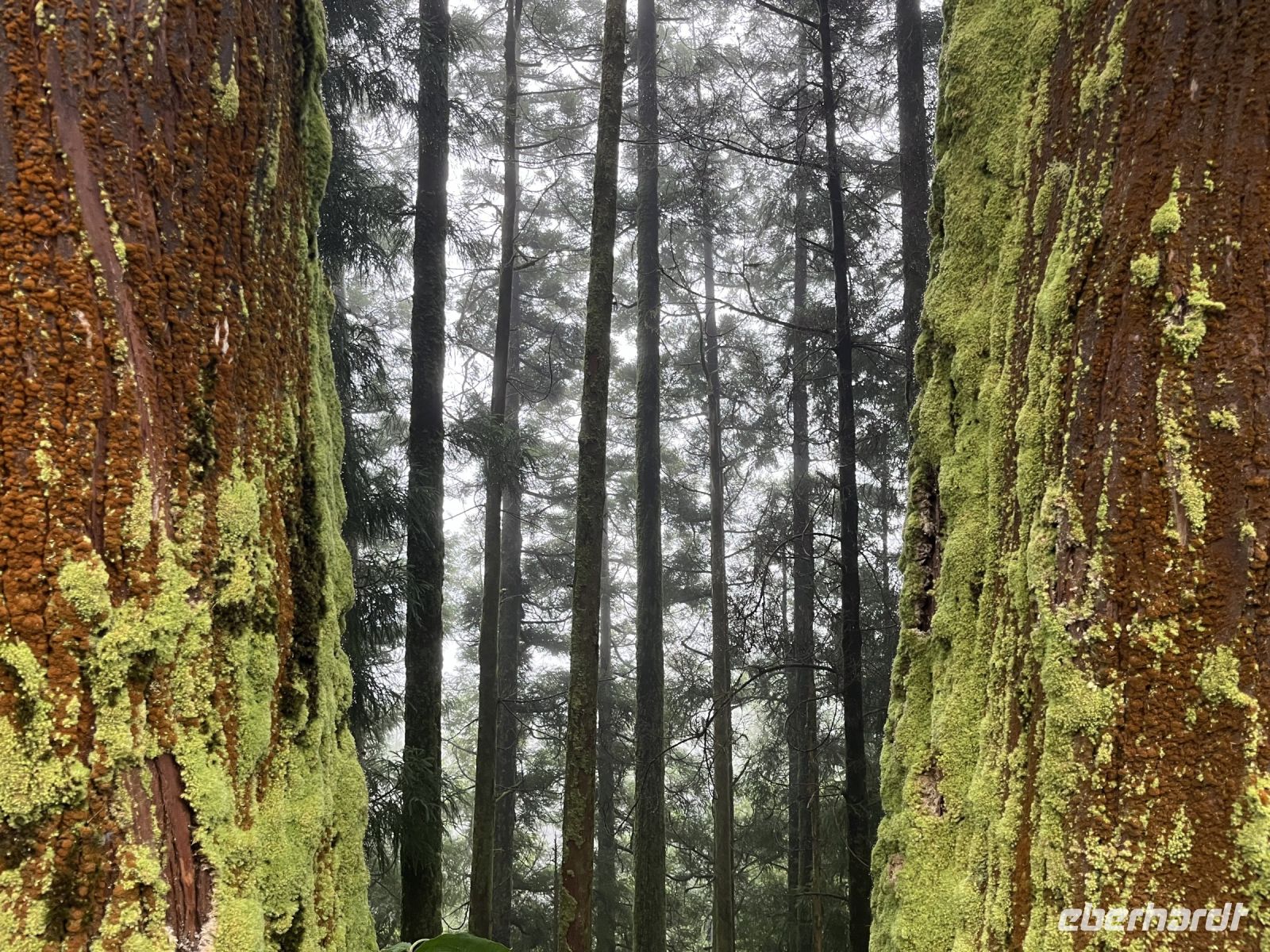 vielfältige Vegetation