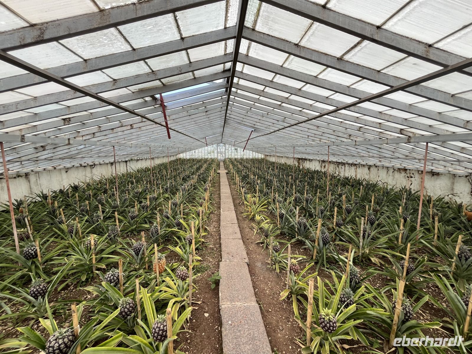 Ananas Plantage 
