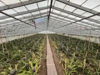 Ananas Plantage 