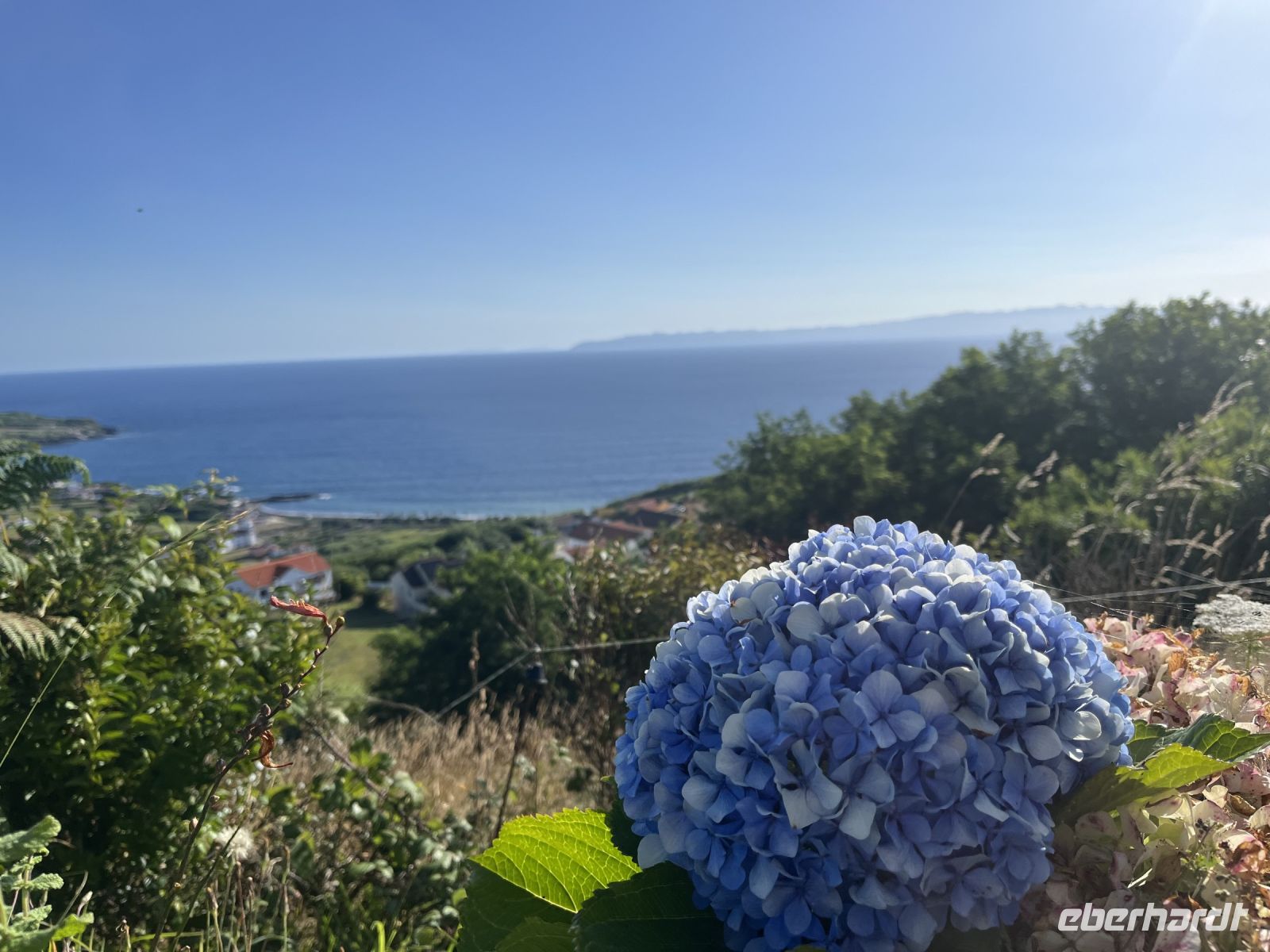 Hortensien auf der 