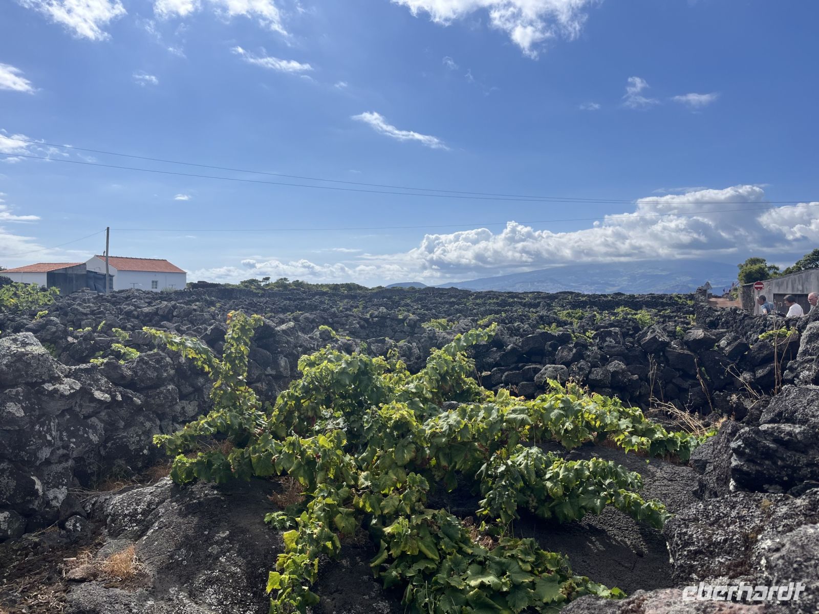 Weinanbau bei Madalena