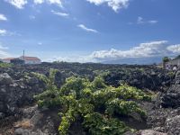 Weinanbau bei Madalena