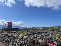 Weinanbau bei Madalena