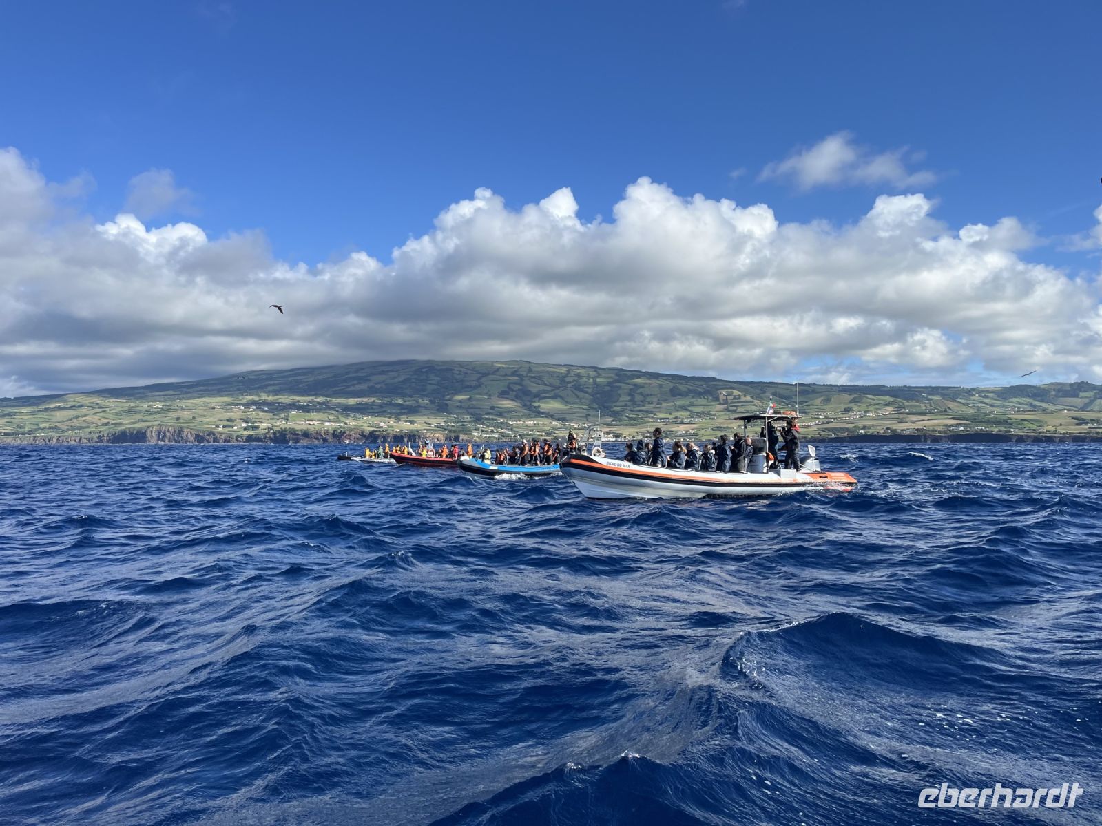 auf der Suche nach Walen