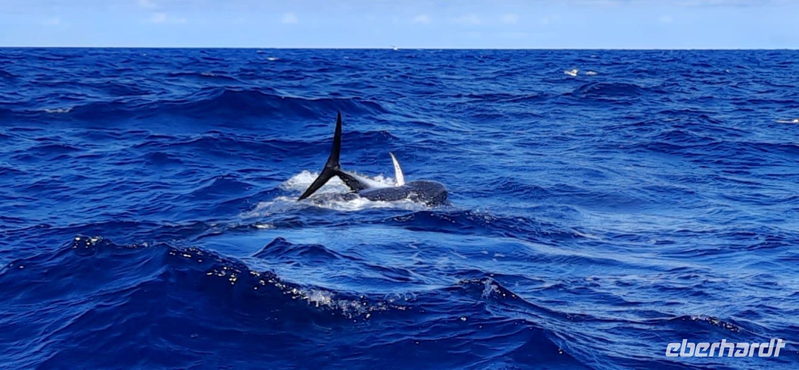 Delfin mit Thunfisch im Mund