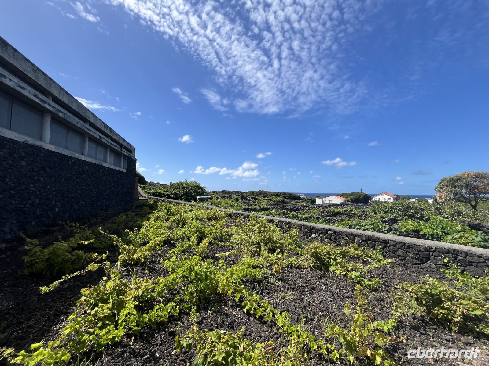 Weingut bei Biscoitos