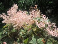Park Terra Nostra - Furnas - São Miquel, Azoren