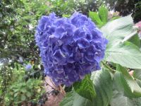 Hortensien in Park Terra Nostra - Furnas - São Miquel, Azoren