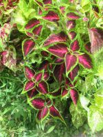 Park Terra Nostra - Furnas - São Miquel, Azoren