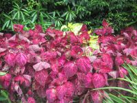 Park Terra Nostra - Furnas - São Miquel, Azoren