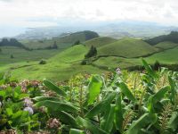 Die grünen Vulkanhügel auf dem Weg nach Sete Cidades São Miguel, Azoren