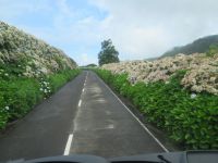 Strasse umsäumt mit Hortensien - leider im August viele verblüht - São Miguel, Azoren