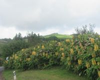 und noch mal Ingwer Blüten - vom Bus fotografiert - São Miquel, Azoren